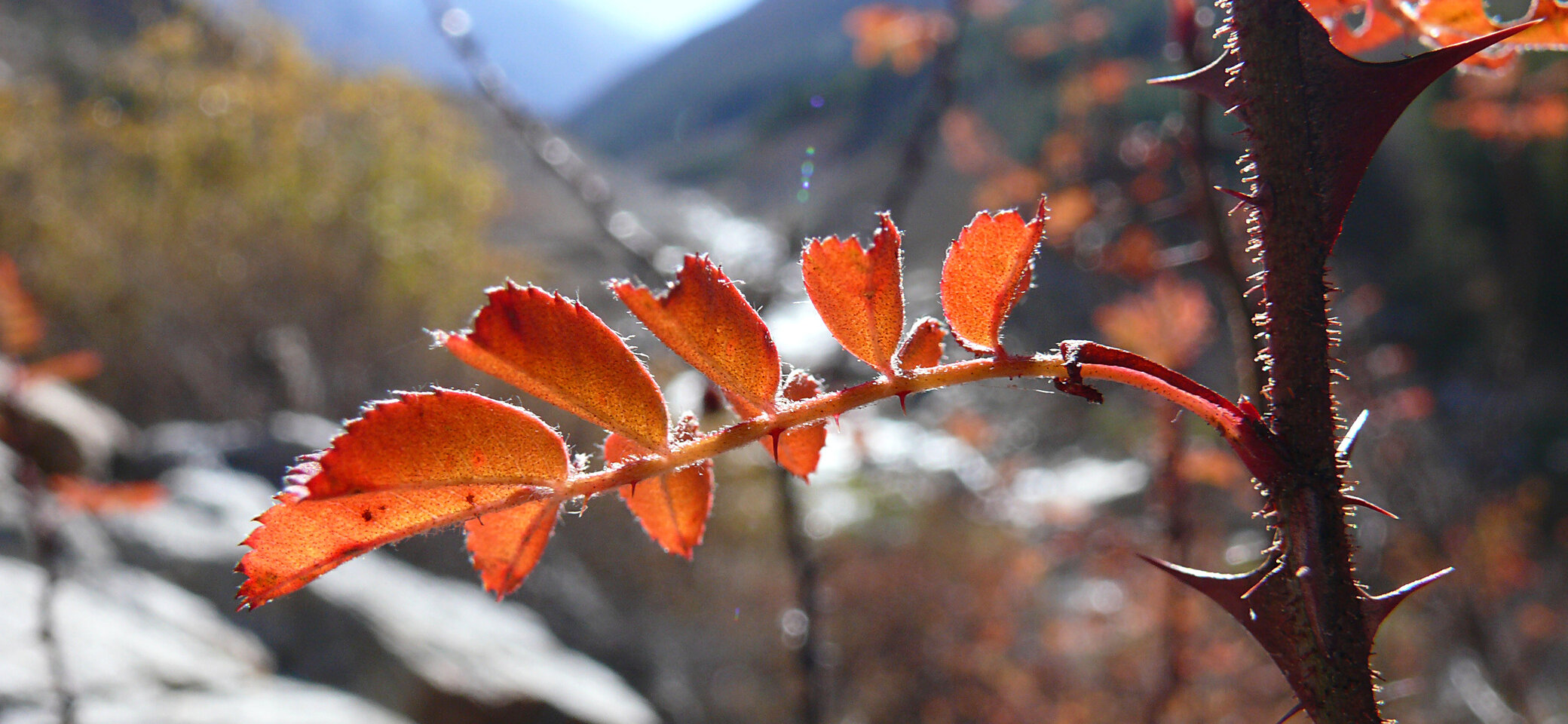 © Wolfgang-Poznanski_Indien_Himalaya