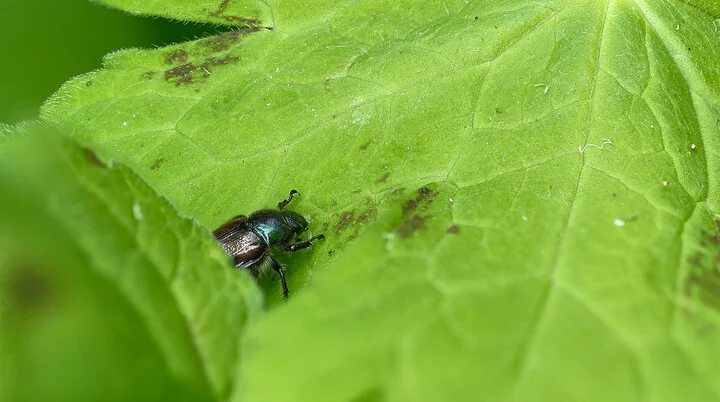 © Mario Lindner-Käfer © Mario Lindner-Käfer